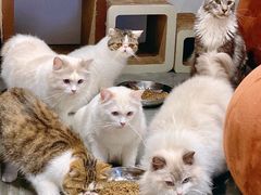 -瞄一喵猫咖(格力海岸店)