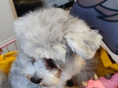 -萌兽医馆·眼科·异宠专科(三里屯店)