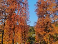 -广州市石门国家森林公园