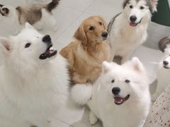 -安格丽娜·狗咖·猫咖羊驼咖(春熙路百盛商场店)