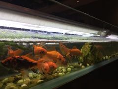 -黄鱼炙夜(华家池店)