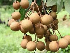 -从化深英荔枝黄皮龙眼采摘园
