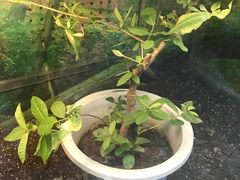 -上海大自然野生昆虫馆(东方明珠·爬宠昆虫探索中心)