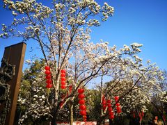 -红梅公园