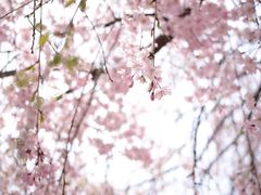 -金泽21世纪美术馆