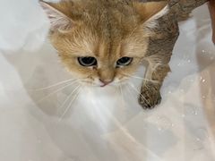 -momokira米努特·德文卷毛猫·棉花面纱犬