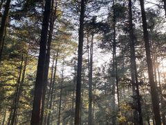 -重庆睡佛山森林公园