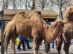 -长白岛森林公园