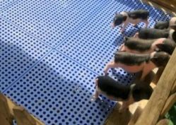 -萌宠亲子动物乐园(槐房万达店)