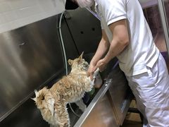 -Pets First伊珊娜洗护·精致美容·家庭式寄养(新会路店)