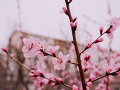 -桃花堤公园
