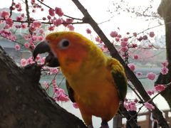 -望江楼公园
