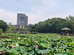 -金山公园