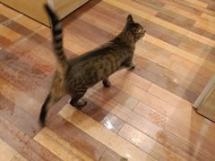 -猫的天空之城概念书店(杭州南宋御街店)