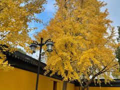 -西园戒幢律寺