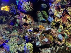 -上海海洋水族馆