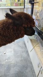 -神奇动物撸宠馆·羊驼·小浣熊·异宠(豫园店)