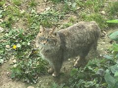 -青藏高原野生动物园
