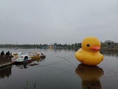 -杭州湾海上花田景区