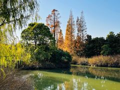 -上海滨江森林公园