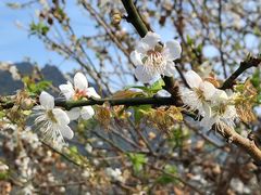 -广州市流溪河国家森林公园