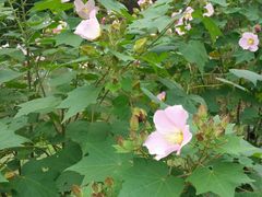 -镇南锅盖面馆(解放路店)