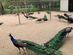 -苏州上方山国家森林公园