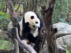 -广州长隆野生动物世界