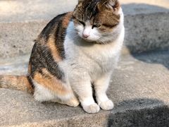 -巴金故居
