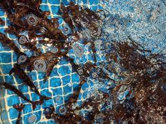 -丹盛象山海鲜(水清路店)