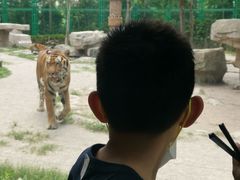 -上海野生动物园老虎餐厅