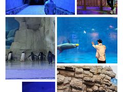 -华夏文旅海洋公园