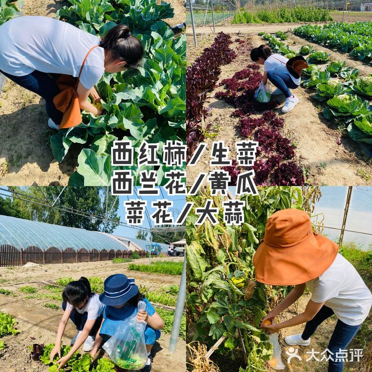 圣露庄园～遛娃实战攻略