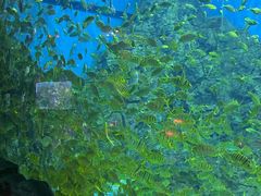 -芜湖新华联大白鲸海洋公园