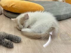 -momokira米努特·德文卷毛猫·棉花面纱犬