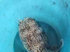 -蓝湾碧波·老字号·疍家非遗海上餐厅