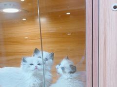 -猫十亿·布偶金渐层·曼基康矮脚猫舍(青年路店)