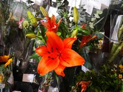 -盒马鲜生(大成店)