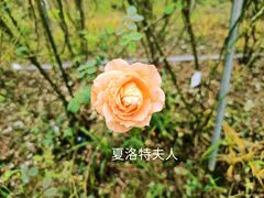 -花博汇(知音花月夜)