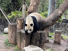 -都江堰中华大熊猫苑