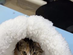 -福懋动物医院·犬猫全科·外科·重症科(杏林分院)