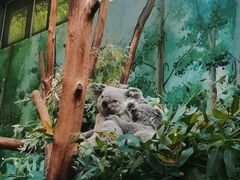 -广州长隆野生动物世界