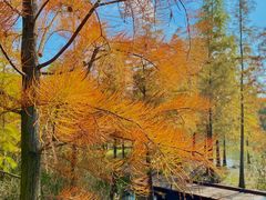 -昆山城市生态森林公园