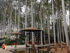 -桉树林A coffee 森林餐厅(三圣乡店)