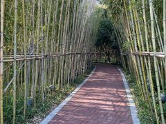 -金鸡湖桃花岛
