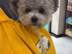-安安宠医宠物医院·异宠·犬猫内科(岳阳分院)