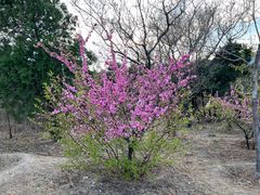 -北京西山国家森林公园