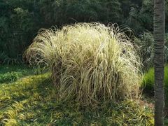 -昆明植物园