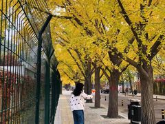 -三里屯东五街银杏大道