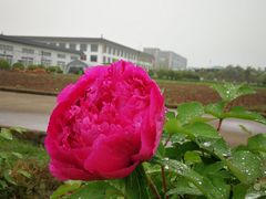 -盛世牡丹苑生态文化旅游区